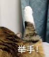 萌宠 猫星人 举手 我同意 猫爪 搞怪 呆萌