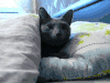猫咪 打哈欠 可爱 被子