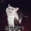 给你脸 生气 猫