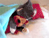 猎奇 gif