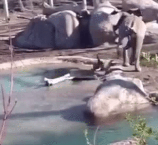 恶搞 大象 鹅 踹