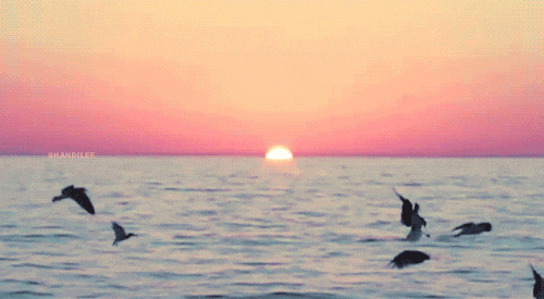 夕阳西下 海鸥 黄昏 日落 海上