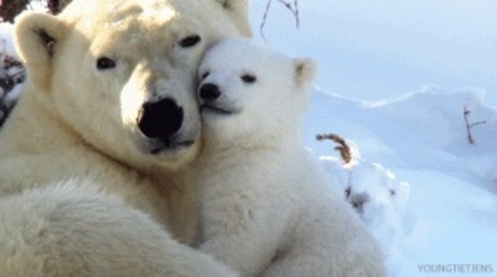 北极熊 拥抱 萌 可爱