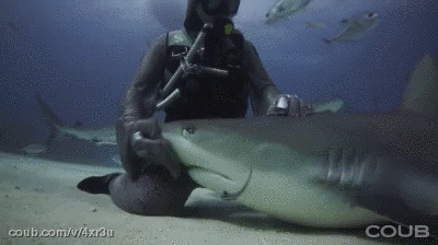 鲨鱼 爱抚  互动  海底
