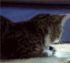转头 萌 可爱 小猫