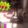 喵星人 可爱 萌宠 猫咪