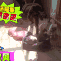 喵星人 可爱 萌宠 猫咪