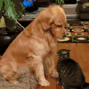 狗狗 猫咪 玩耍 友谊