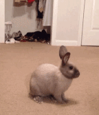 兔子 偷袭   搞笑  可笑