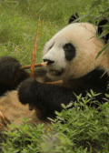 大熊猫 吃东西 躺着 舒服