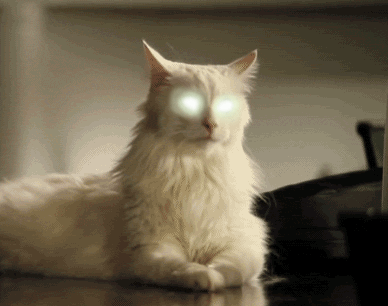 猫咪 两眼发光  趴着 耳朵灵巧