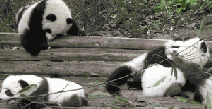 打闹 可爱 熊猫 动物