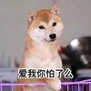 萌宠 汪星人 爱我你怕了么 嫌弃 搞怪 呆萌