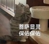 萌宠 喵星人 菩萨显灵 保佑保佑 搞怪 呆萌