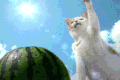 特技 开西瓜 猫 宠物