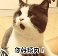 喵星人 你好烦内 猫咪 胡子 得瑟