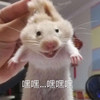 萌宠 仓鼠 嘿嘿嘿 开心 可爱 呆萌
