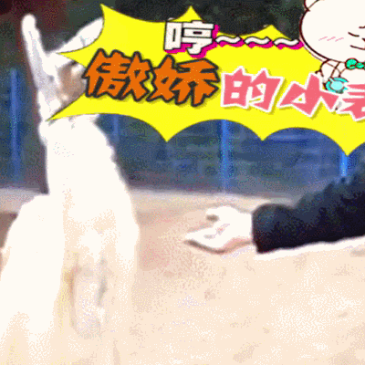 二哈 狗狗 汪星人 萌宠 可爱