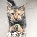 猫咪 求求你了