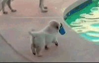 狗狗 泳池 掉落 搞笑
