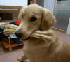 狗狗 骨头 淡定 眨眼睛