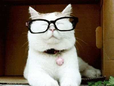 搞笑 萌宠爱搞笑 猫 眼镜 眯眼