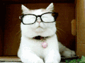 搞笑 萌宠爱搞笑 猫 眼镜 眯眼