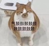 萌宠 猫星人 气鼓鼓 生气 呆萌