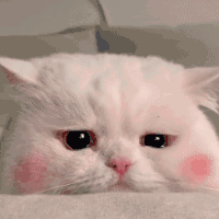 萌宠 猫咪 哭 呆萌 可爱