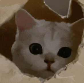 萌宠 猫咪 盯 呆萌 可爱