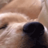 萌宠 狗狗 呼吸 呆萌 可爱