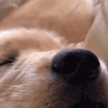 萌宠 狗狗 呼吸 呆萌 可爱