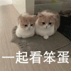 萌宠 猫咪 一起看笨蛋 可爱 呆萌