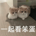 萌宠 猫咪 一起看笨蛋 可爱 呆萌