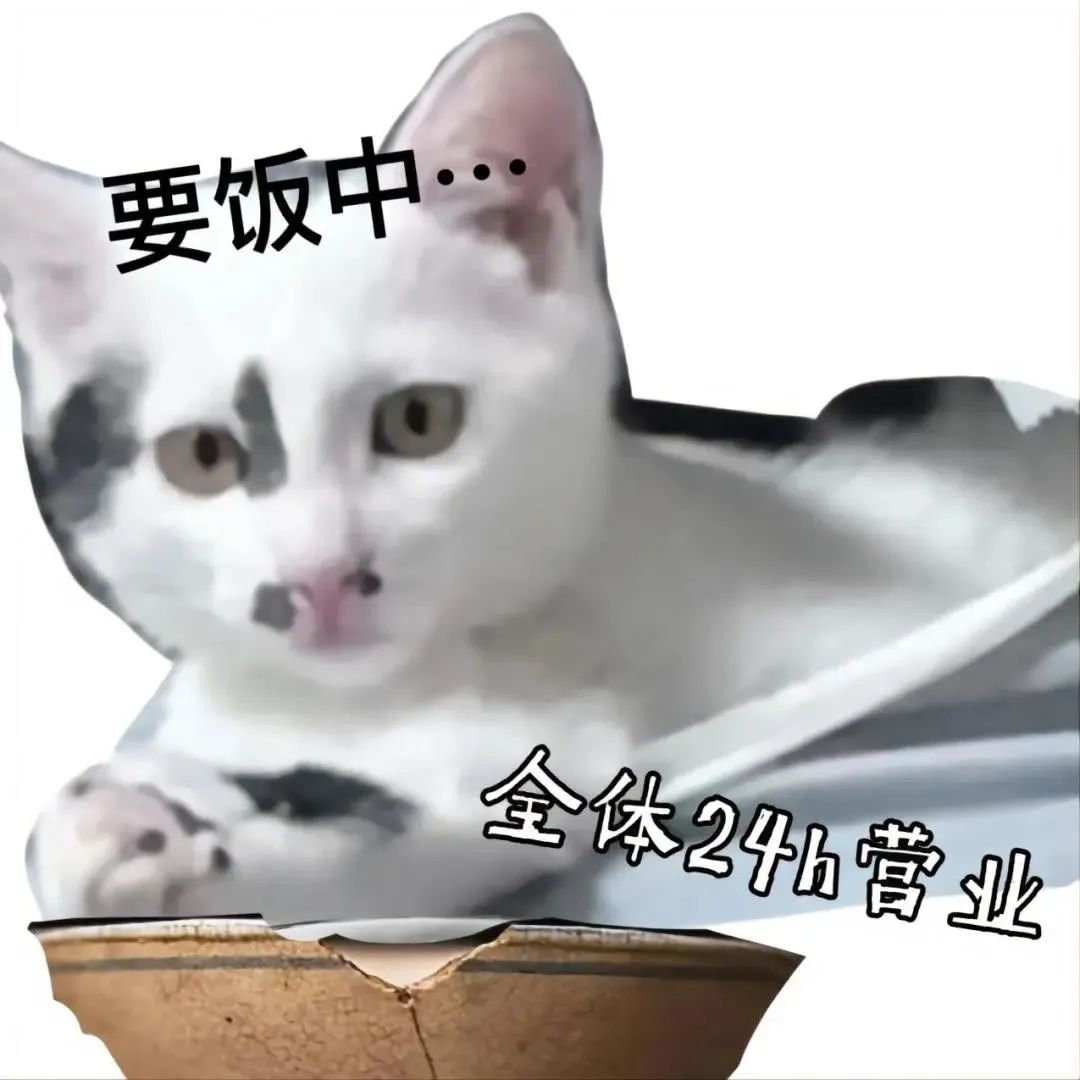 萌宠 猫咪 要饭中 呆萌 可爱