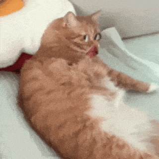 猫咪 可爱 搞怪 沙雕