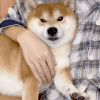 柴犬 可爱 沙雕 搞笑
