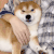柴犬 可爱 沙雕 搞笑