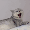 萌宠 猫星人 慵懒 哈欠 动图