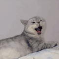 萌宠 猫星人 慵懒 哈欠 动图