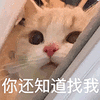 萌宠 猫咪 你还知道找我 呆萌 可爱