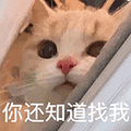 萌宠 猫咪 你还知道找我 呆萌 可爱