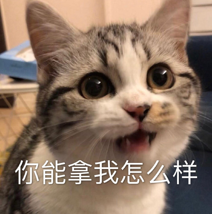 猫的表情包啥意思图片