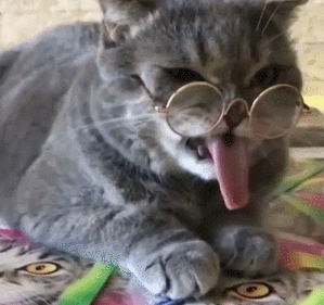 猫咪伸舌头性感戴眼镜gif动图