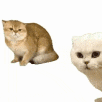 猫咪 可爱 搞怪 沙雕