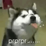 萌宠 狗狗 prprppr 呆萌 可爱