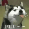 萌宠 狗狗 prprppr 呆萌 可爱
