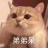 萌宠 猫咪 弟弟呆 呆萌 可爱
