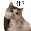 萌宠 猫咪 什么 呆萌 可爱