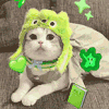 萌宠 猫咪 绿帽 呆萌 可爱